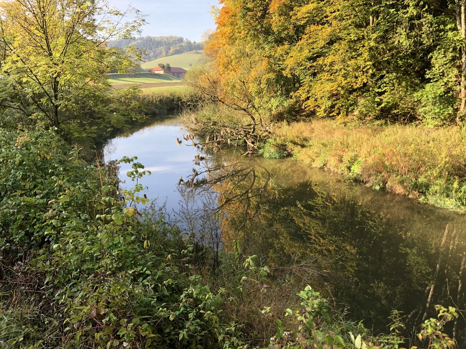 Ruhiger Flusslauf der Aschach mit grünem Ufersaum