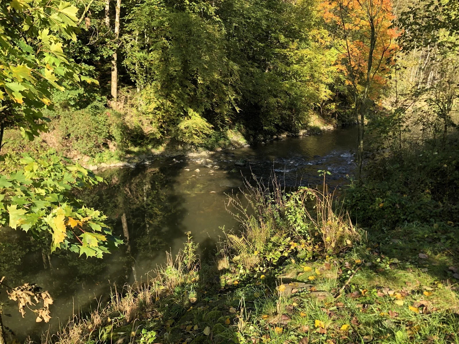 Aschach im Herbst mit bewaldetem Ufer