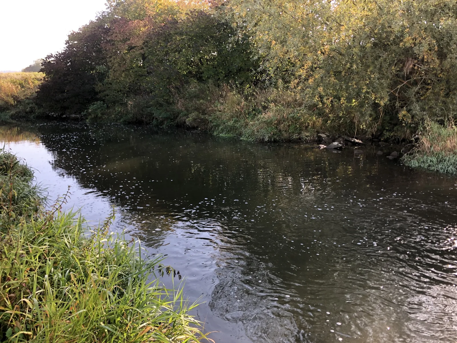 Flussbiegung der Aschach mit Schilf am Rand